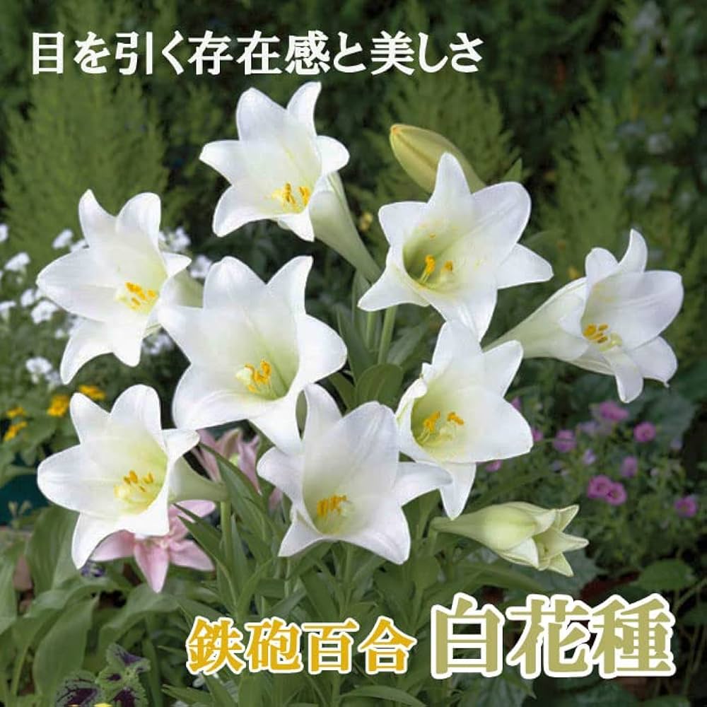 百合の球根♪ Amazon｜百合 球根 ユリの球根 ゆり球根 信頼できる販売者-2球根